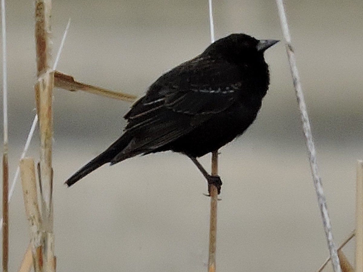 Red-winged Blackbird - pierre geoffray