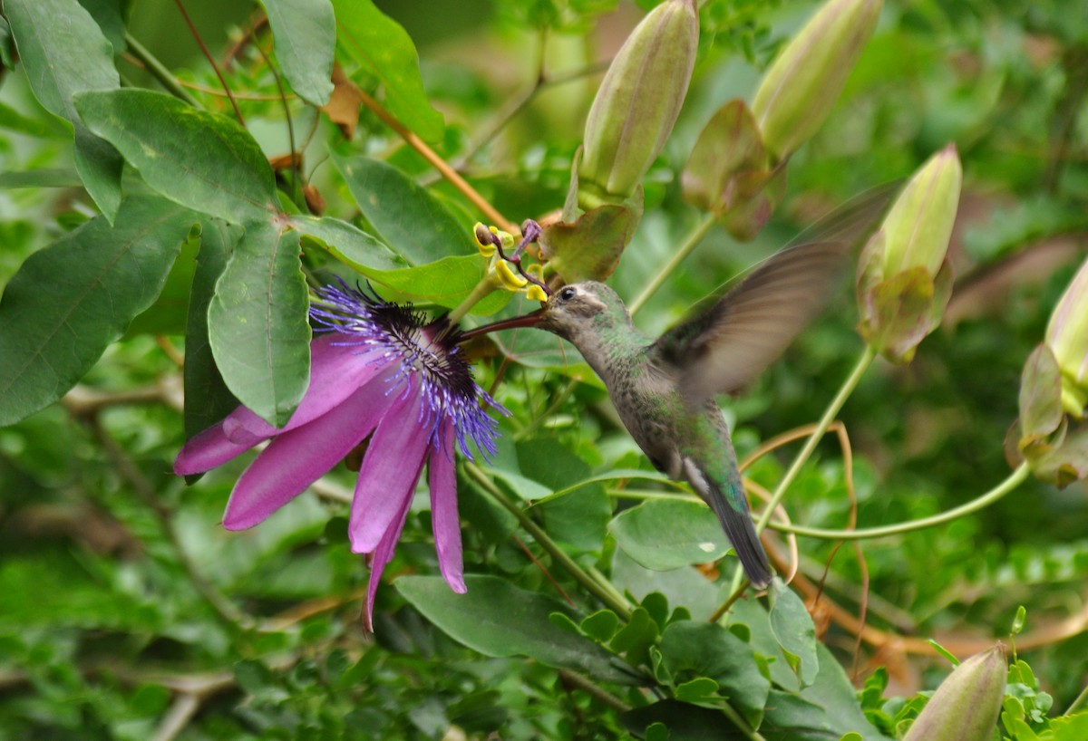 Broad-billed Hummingbird - Ryan O'Donnell