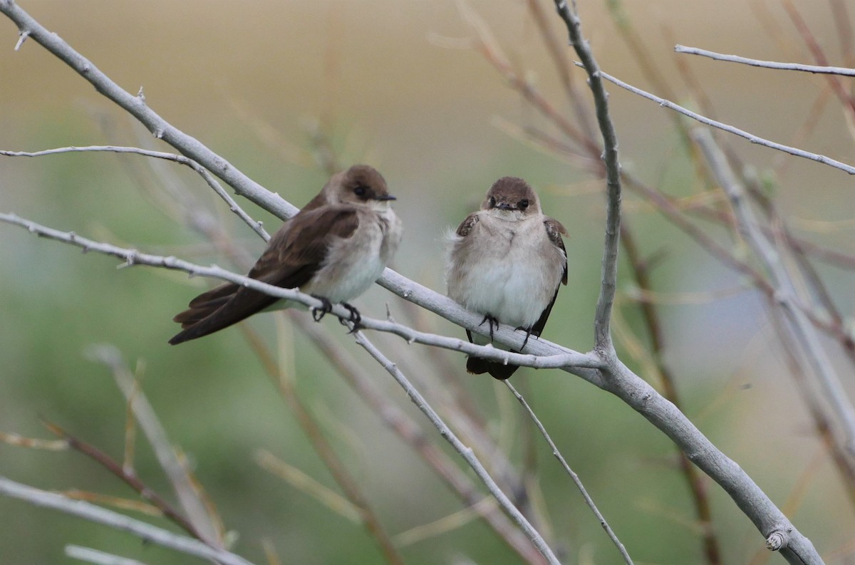 Northern Rough-winged Swallow - Mike Malmquist