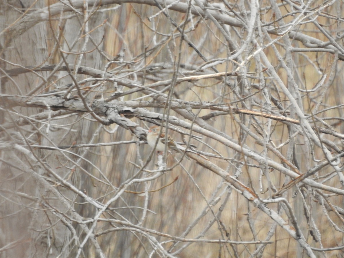 Field Sparrow - ellen horak