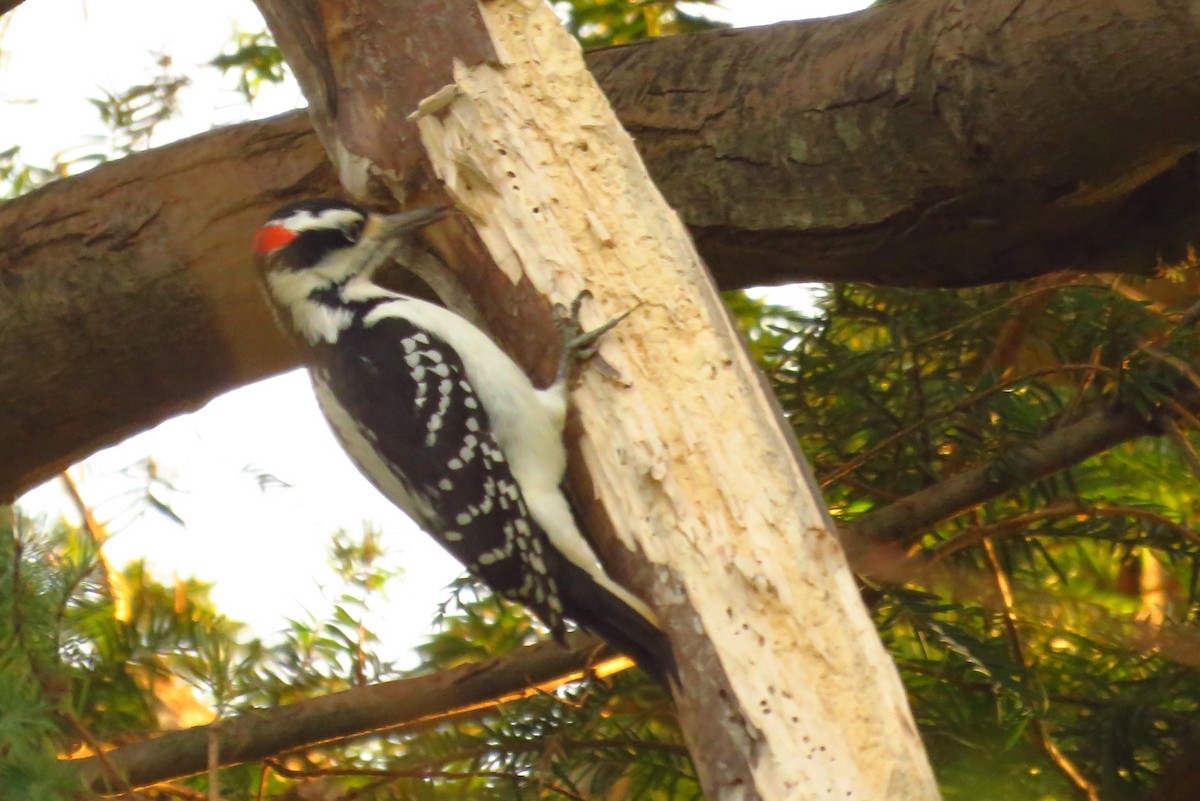 Hairy Woodpecker - Theresa Gessing