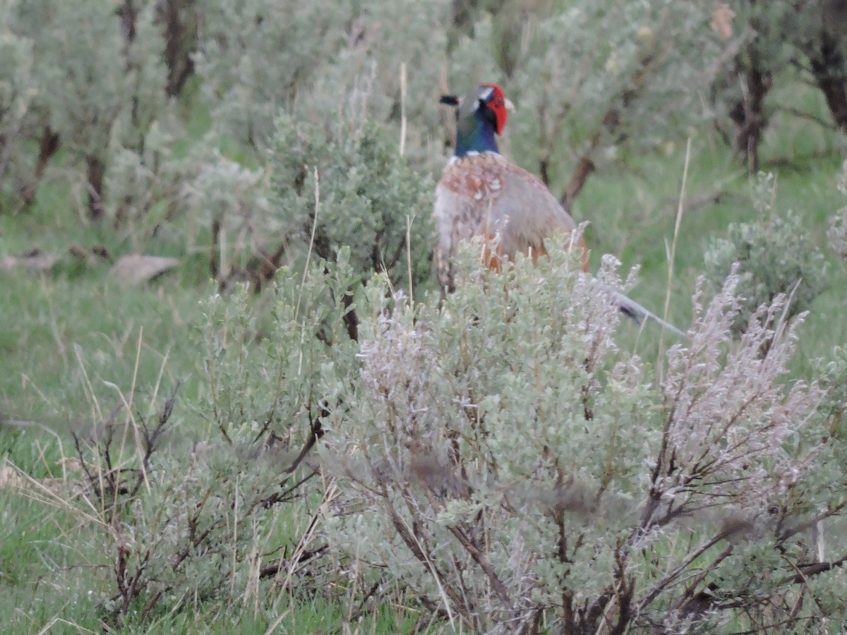 Ring-necked Pheasant - ML152707921