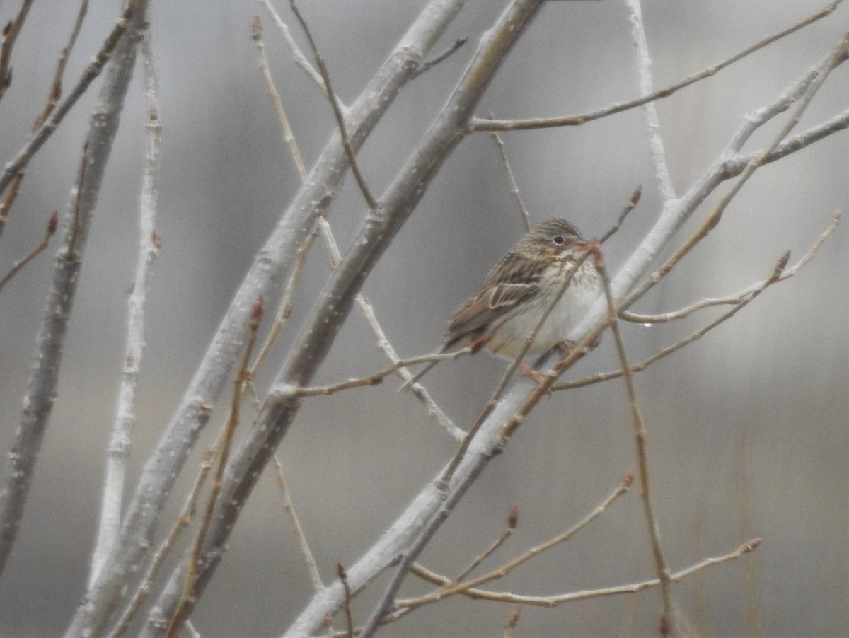 Vesper Sparrow - ellen horak