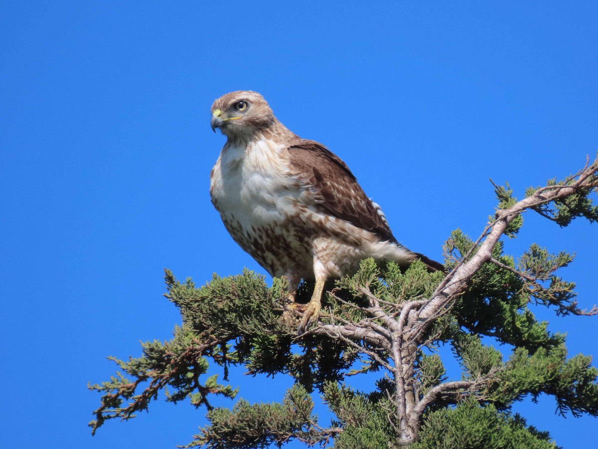 Red-tailed Hawk - Sharon Hull