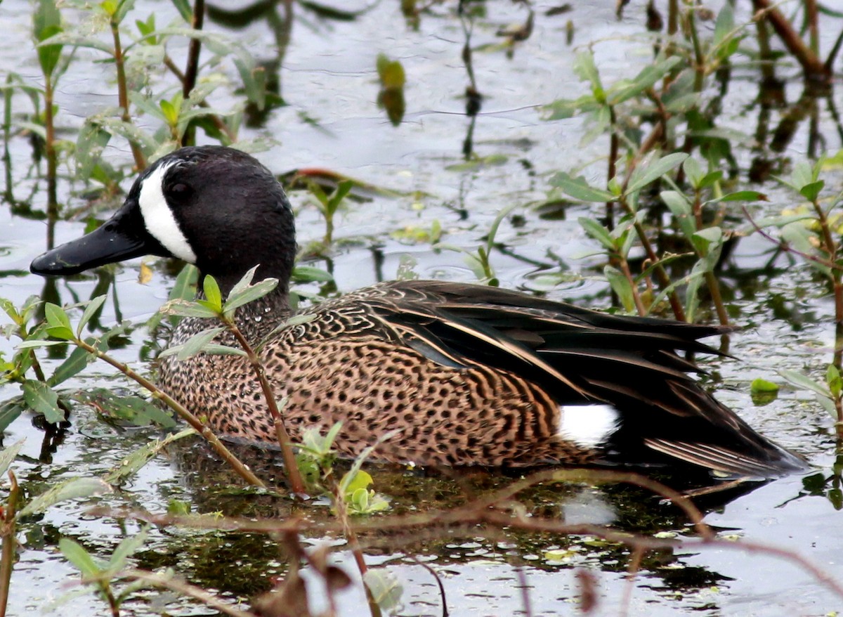 Blue-winged Teal - Uday Sant