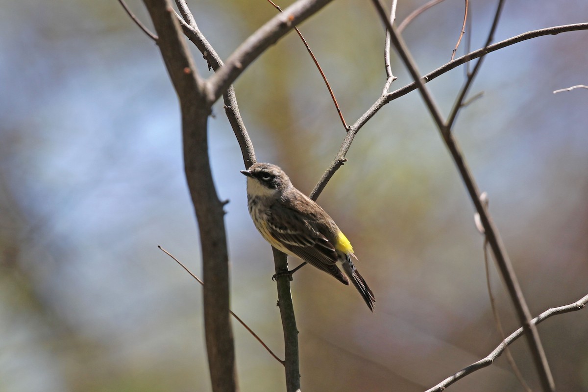 Yellow-rumped Warbler (Myrtle) - ML152708421