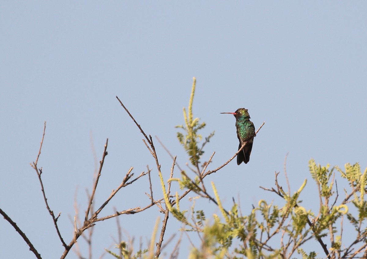 Broad-billed Hummingbird - ML152708441