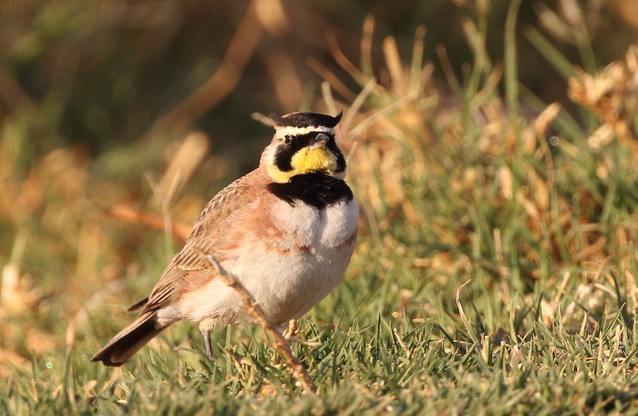 Alondra Cornuda (grupo chrysolaema) - eBird