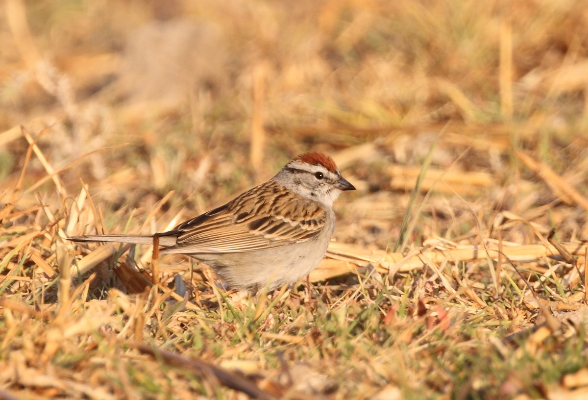 Chipping Sparrow - Anuar López