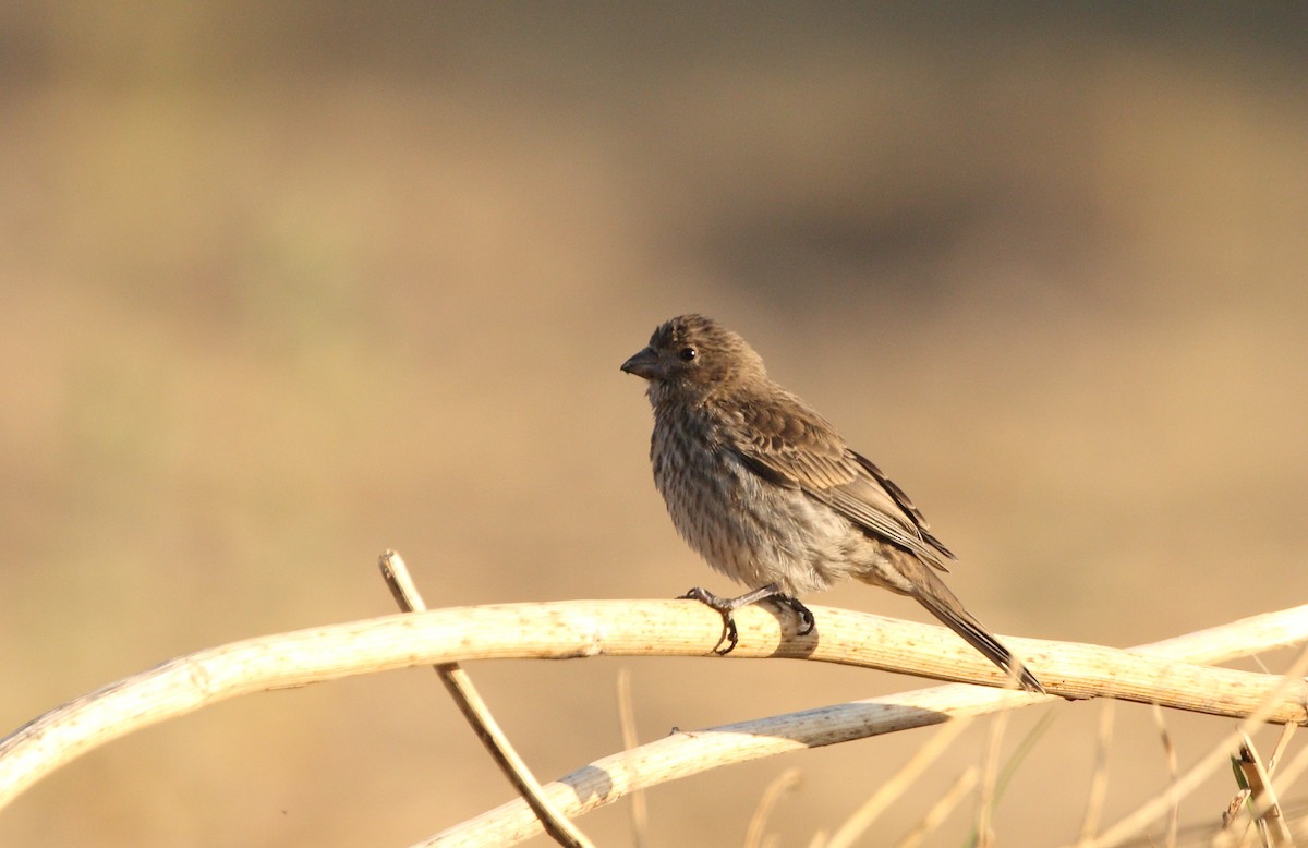 House Finch (Common) - ML152708761