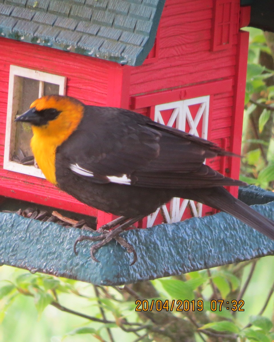 Yellow-headed Blackbird - Gary Bletsch