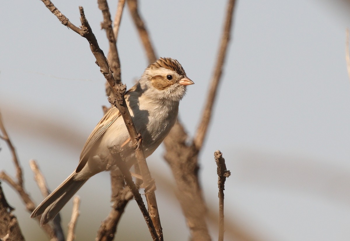 Clay-colored Sparrow - Anuar López