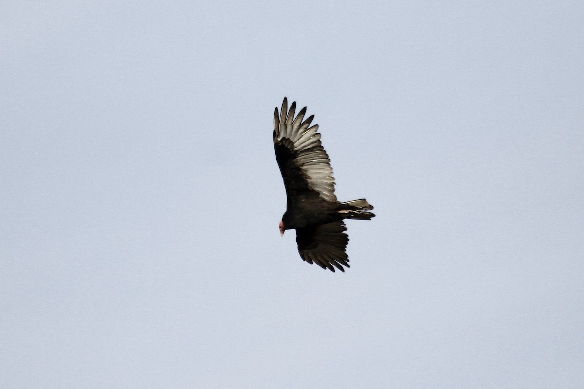Turkey Vulture (South Temperate) - Rodrigo Barros Mc Intosh