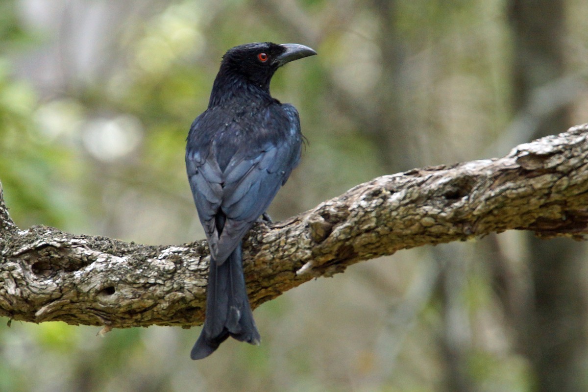 Spangled Drongo - Peter & Shelly Watts