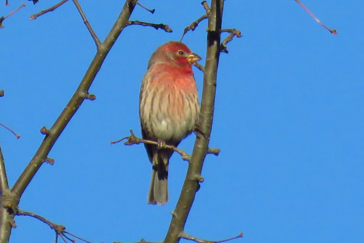 House Finch - Theresa Gessing