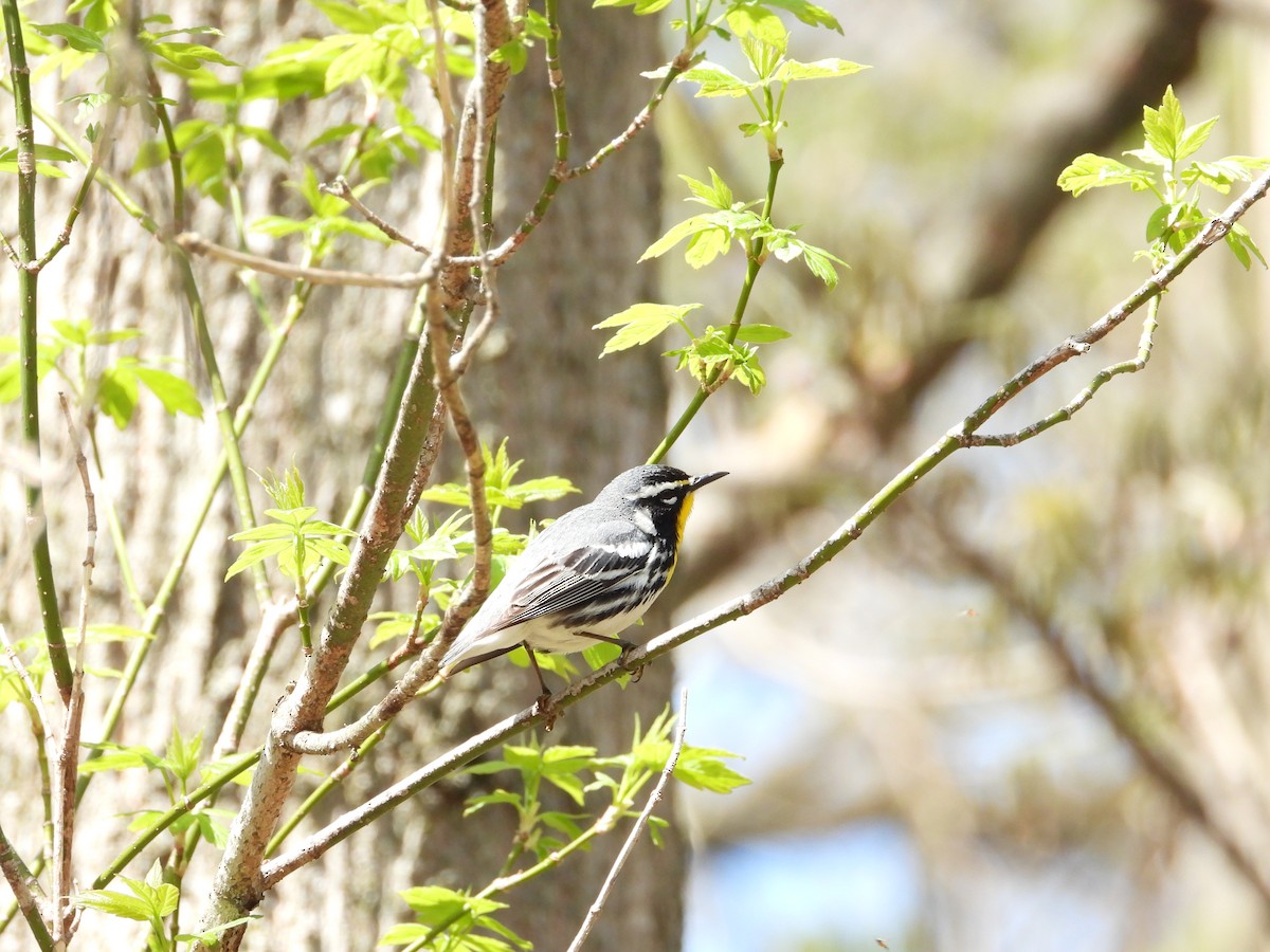 Yellow-throated Warbler - Chad Wilson