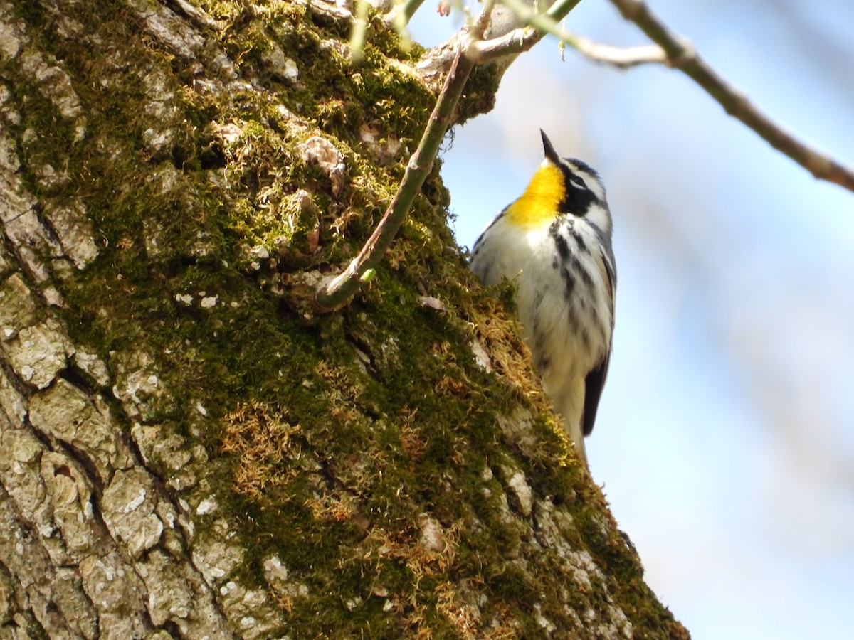 Yellow-throated Warbler - Chad Wilson