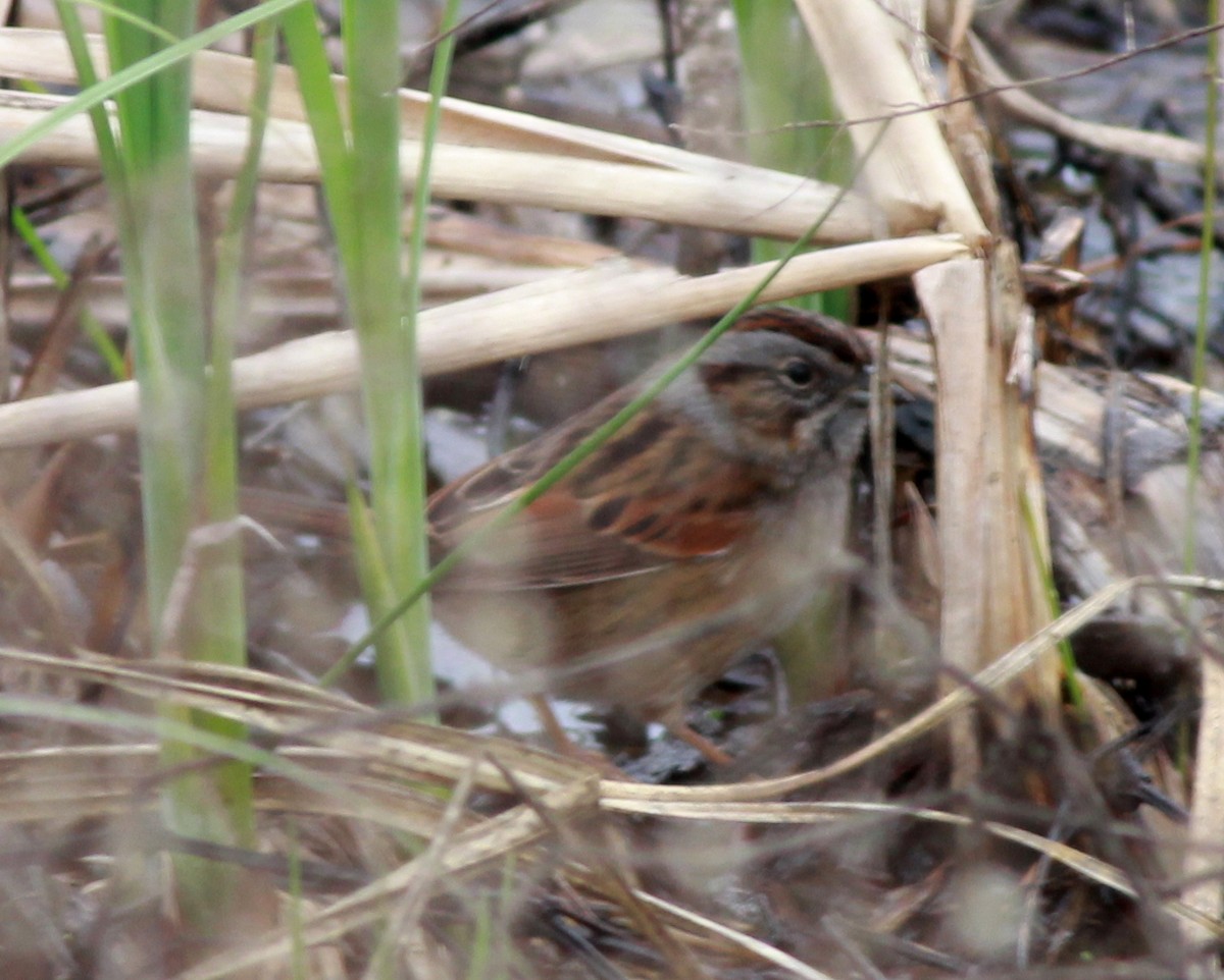 Swamp Sparrow - Uday Sant