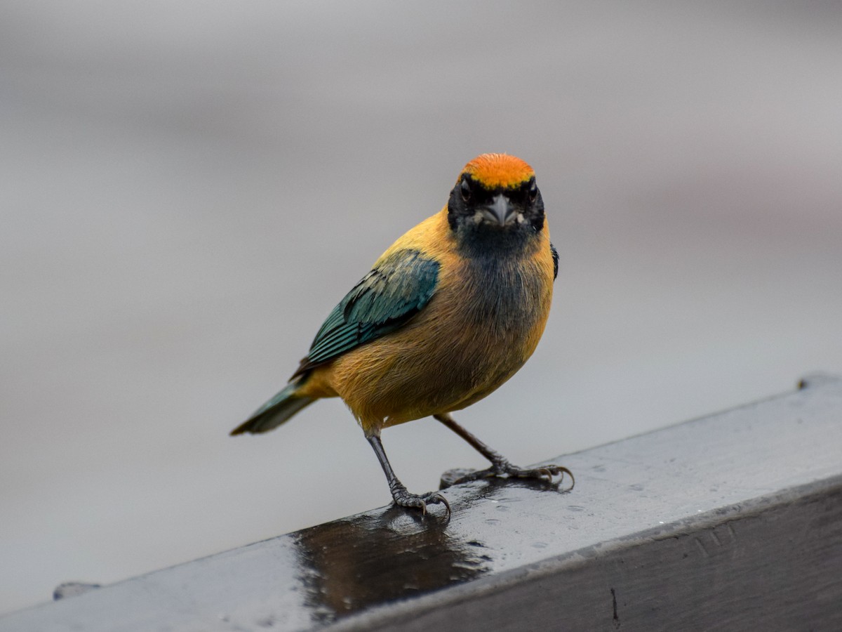 Burnished-buff Tanager - ML152709981