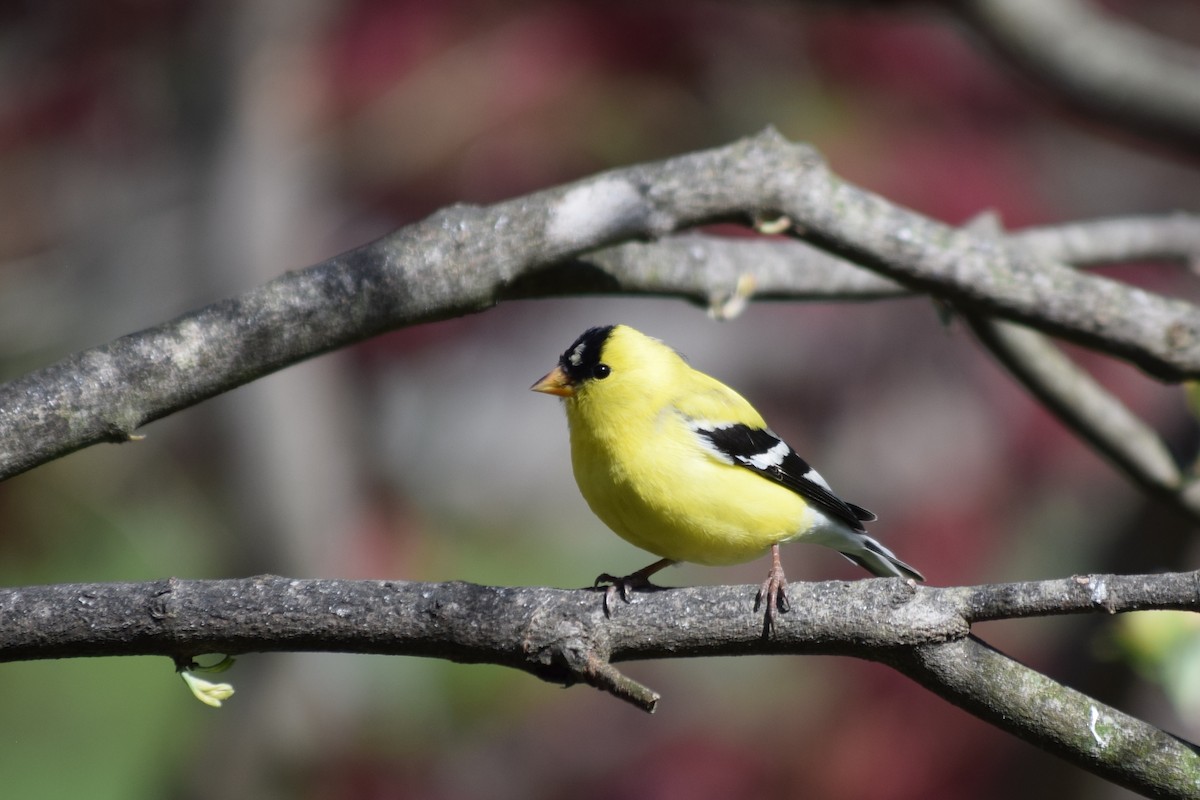American Goldfinch - Kevin Lee