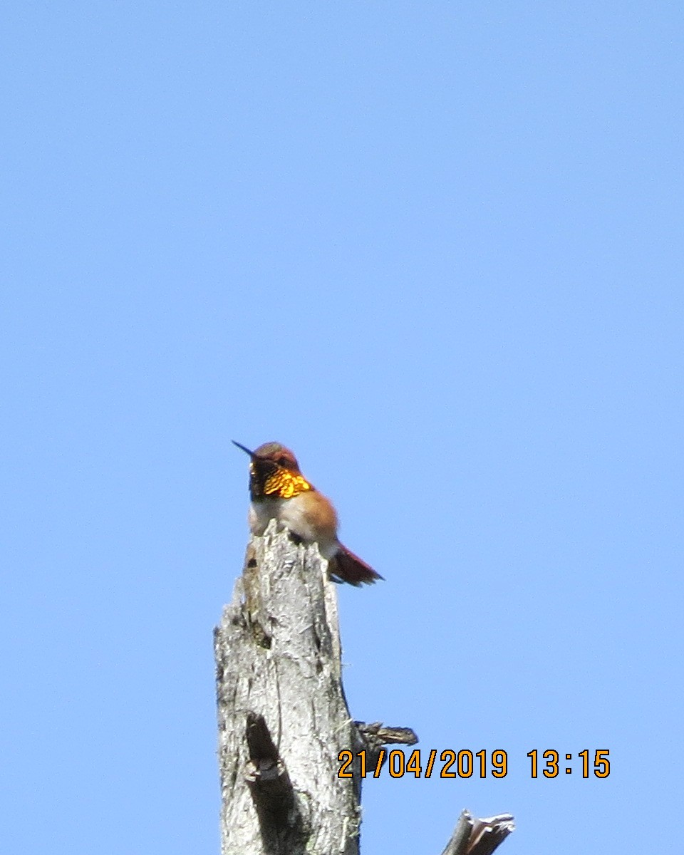 Rufous Hummingbird - Gary Bletsch