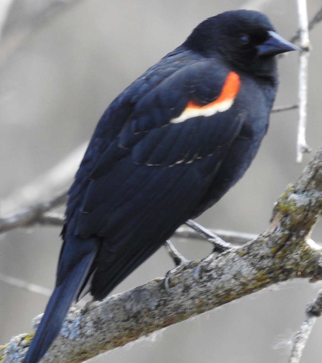 Red-winged Blackbird - David Whitehouse