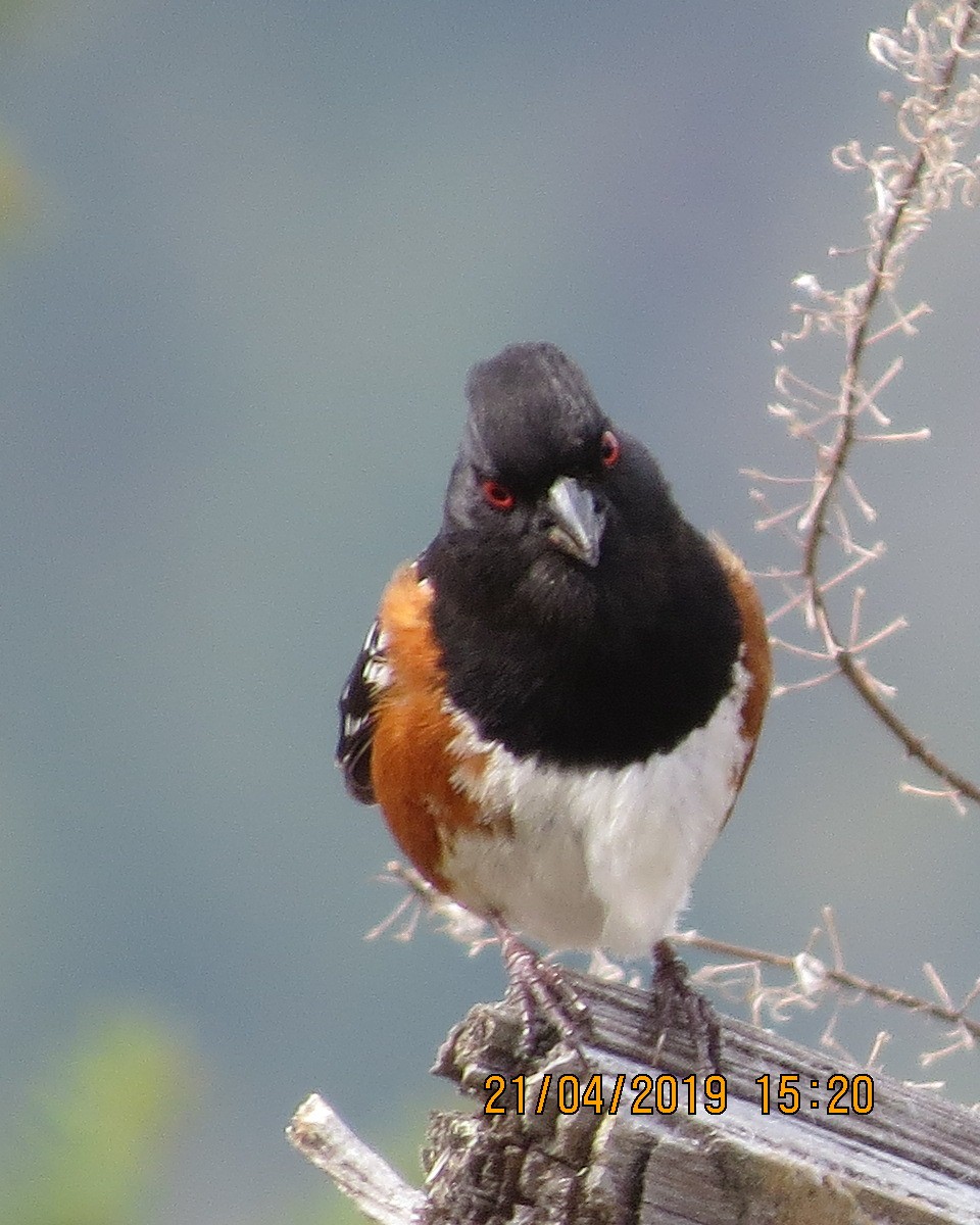 Spotted Towhee - Gary Bletsch