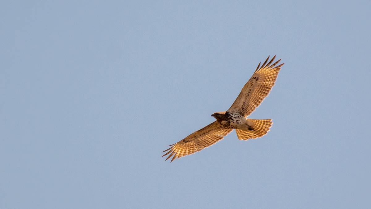 Red-tailed Hawk - Jean-Sébastien Guénette