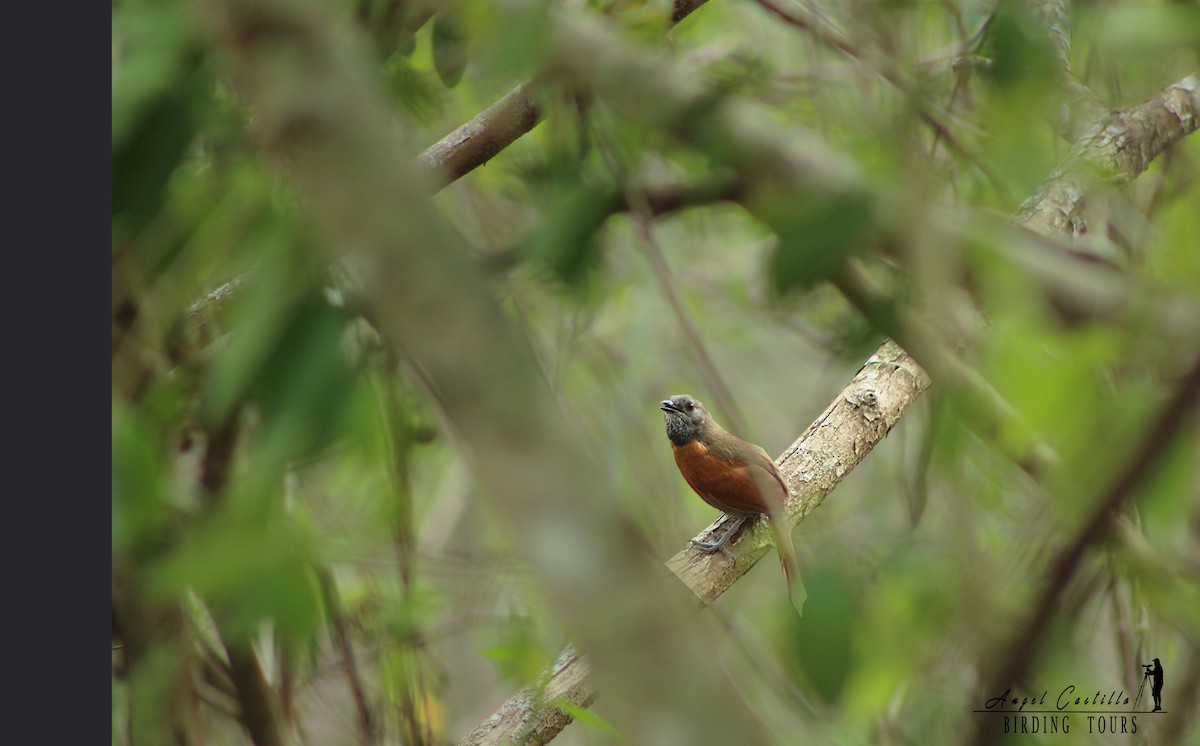 Rufous-breasted Spinetail - ML152710671