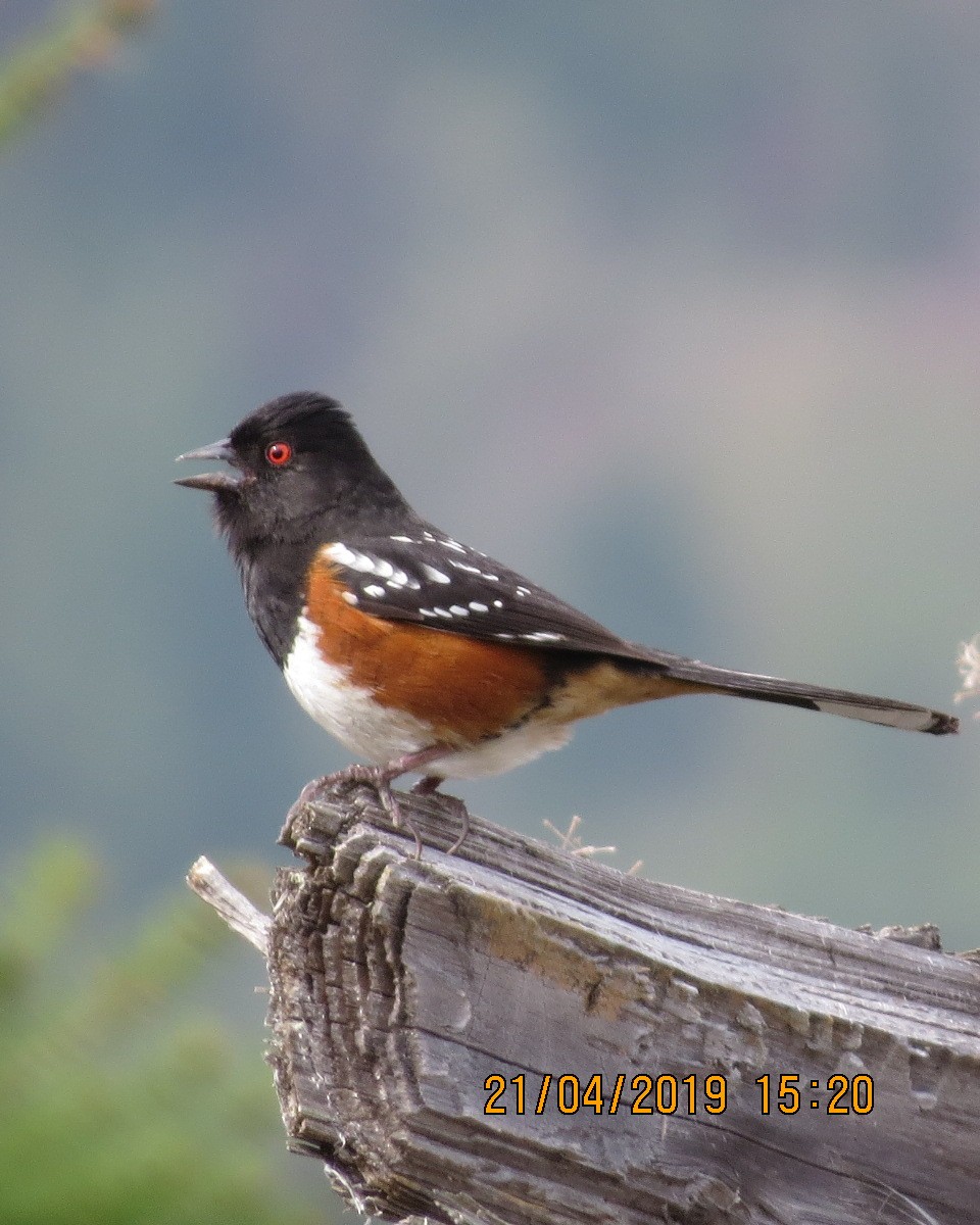 Spotted Towhee - Gary Bletsch