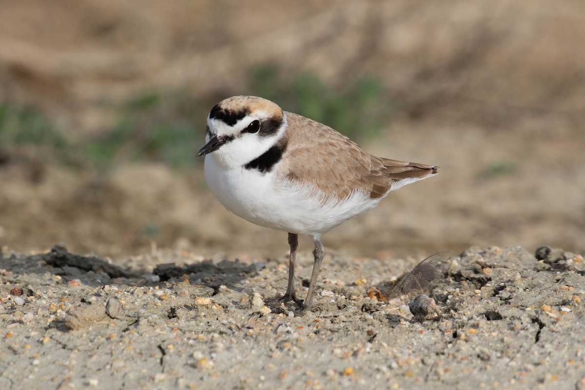 Snowy Plover - Anthony Metcalf