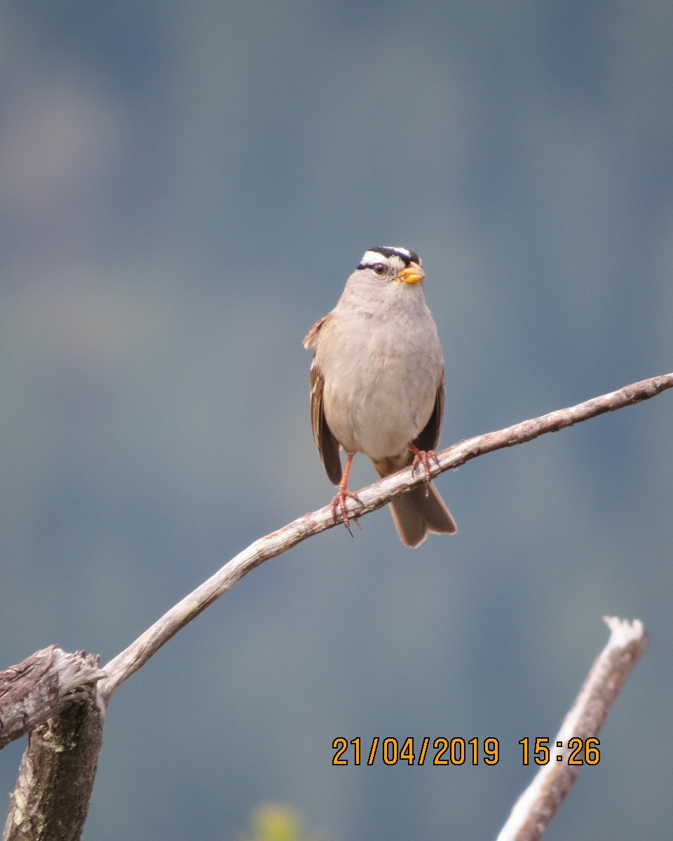 White-crowned Sparrow - Gary Bletsch