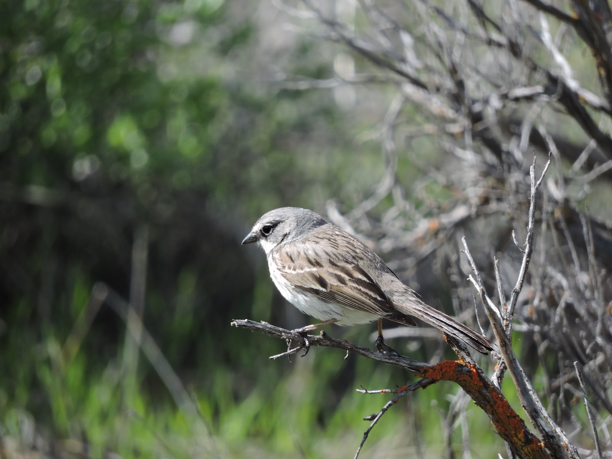 Sagebrush Sparrow - pierre geoffray