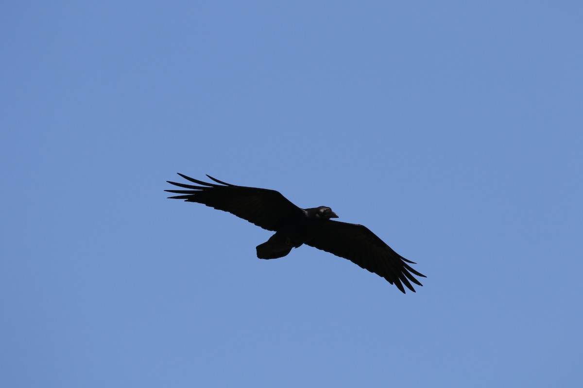 Common Raven - Richard Armerding