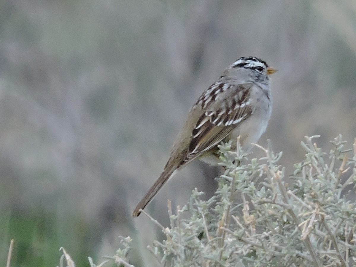 White-crowned Sparrow - pierre geoffray