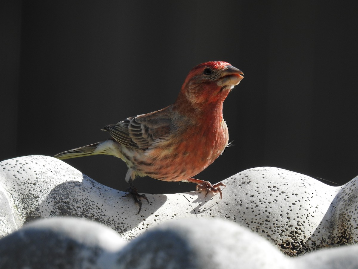 House Finch - Alexis LaMaster