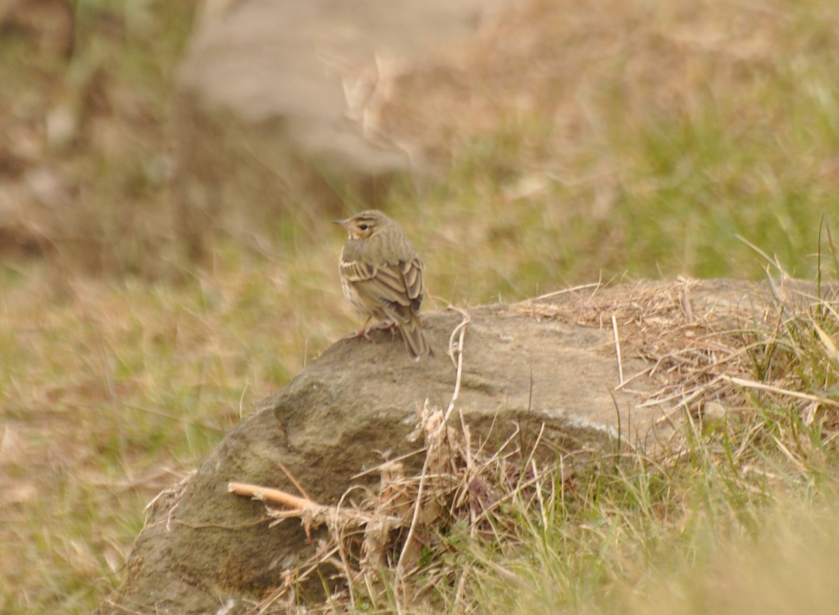 Olive-backed Pipit - Cin-Ty Lee