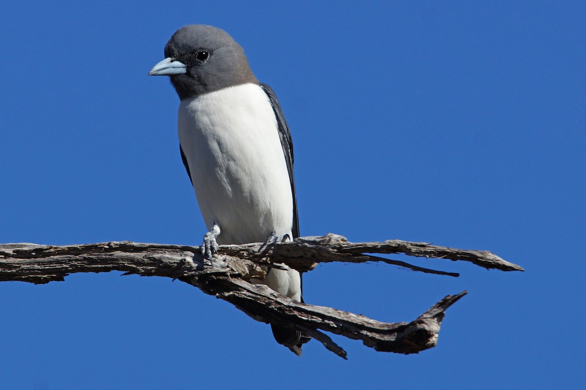 White-breasted Woodswallow - Peter & Shelly Watts