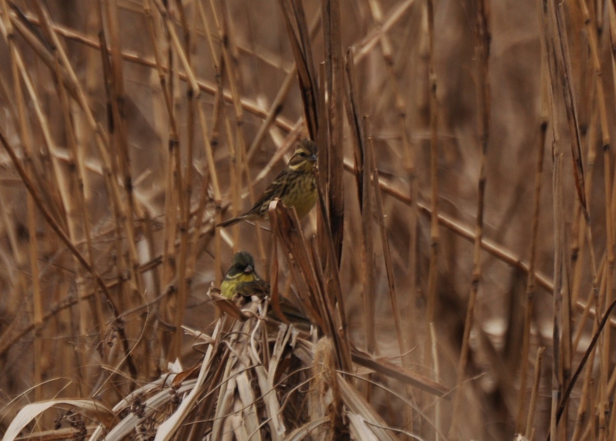 Masked Bunting - Cin-Ty Lee