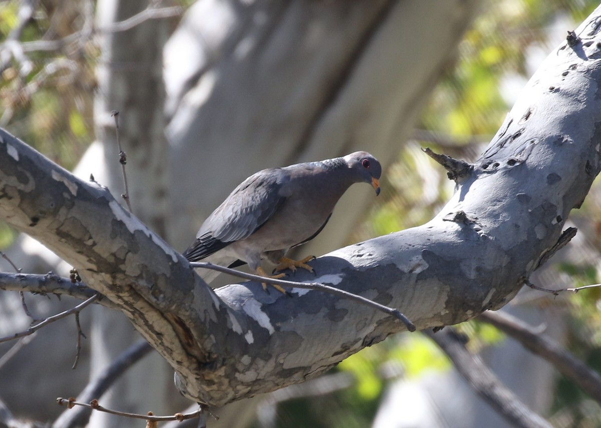 Band-tailed Pigeon - Richard Armerding