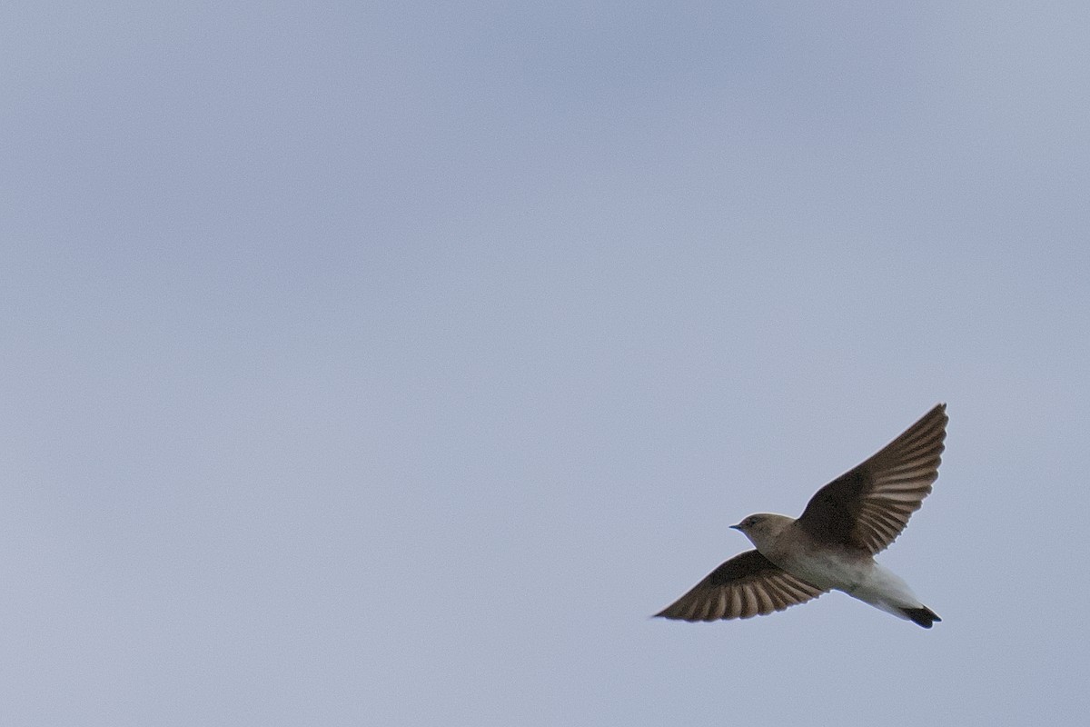 Northern Rough-winged Swallow - Kyle Jones