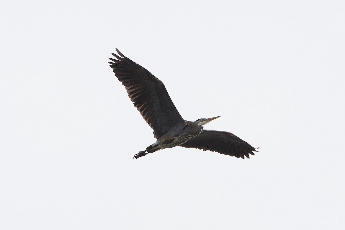 Great Blue Heron - Wayne Sladek