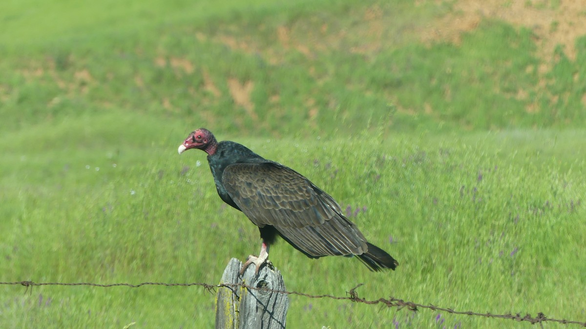Turkey Vulture - ML152712031