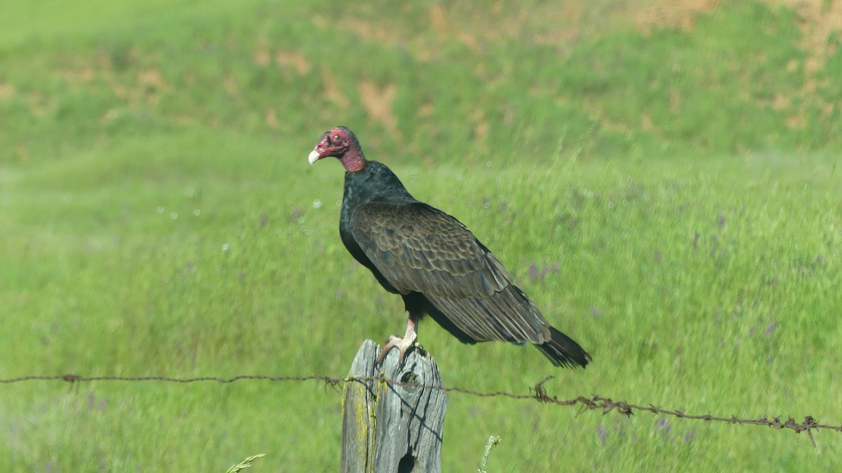 Turkey Vulture - Claire Miller