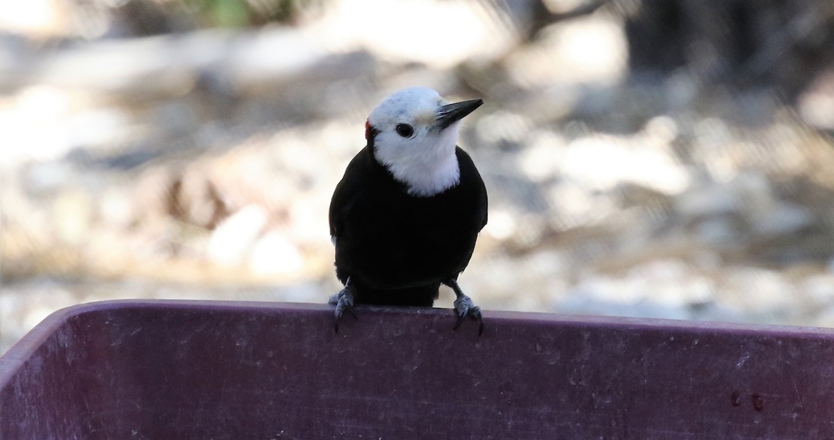 White-headed Woodpecker - Richard Armerding