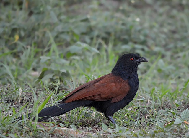 Greater Coucal - ML152712521