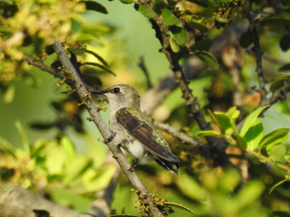 Ruby-throated/Black-chinned Hummingbird - ML152712641