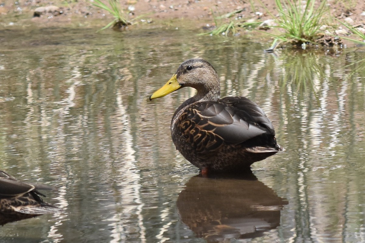 Mexican Duck - ML152712721