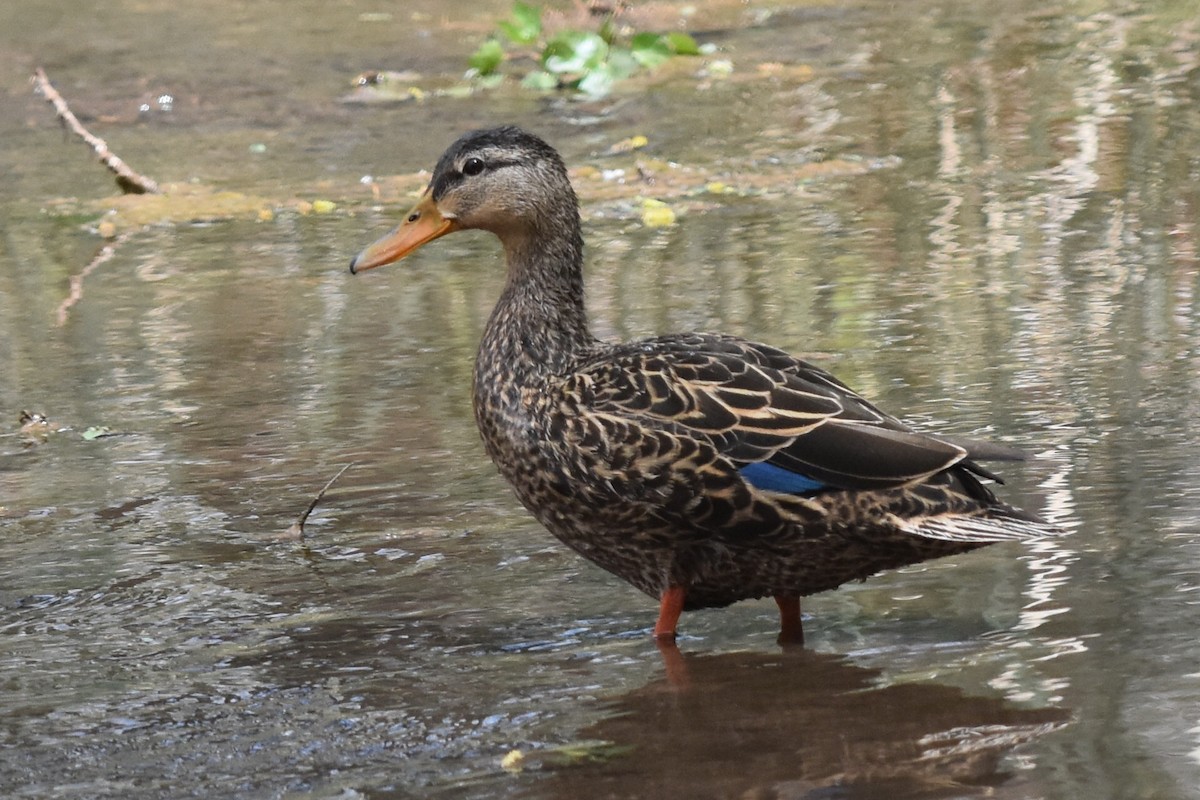 Mexican Duck - ML152712771