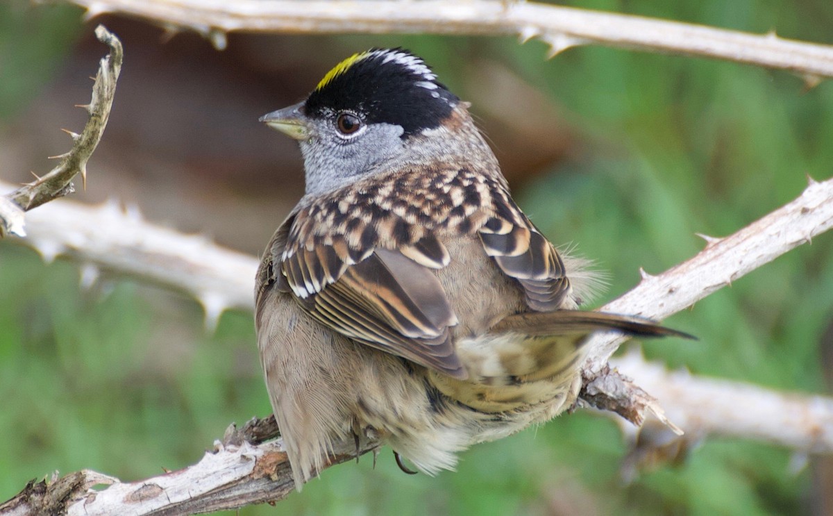 Golden-crowned Sparrow - Trevor Bulmer